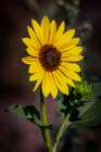 USA-Colorado-Fort Collins Wild sunflower close-up Art Print